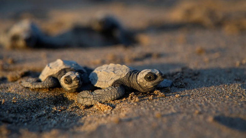 Baby turtles head for the sea on Chacocente beach, western coast of Nicaragua